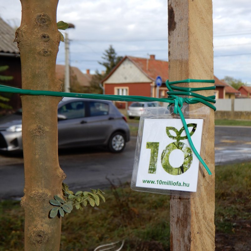 Közösségi faültetés Berettyóújfaluban 22